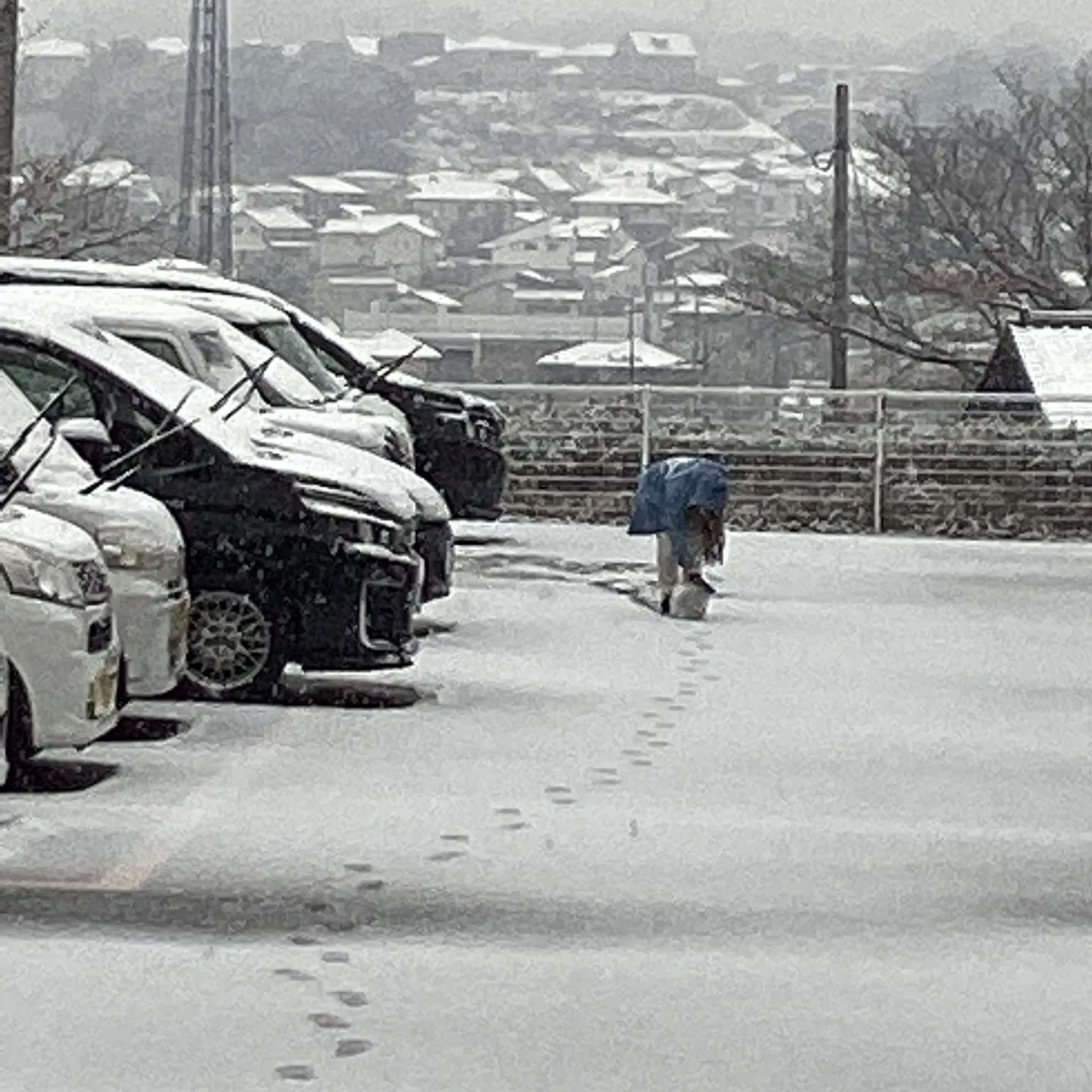 今年、2度目の⛄